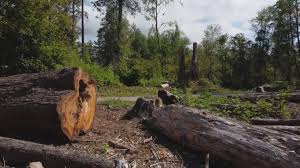 Best Firewood Processing and Delivery  in Patterson Tract, CA