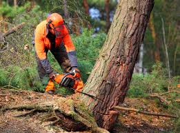 Best Hedge Trimming  in Patterson Tract, CA