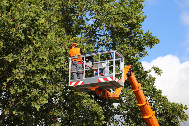 Best Arborist Consultation Services  in Patterson Tract, CA