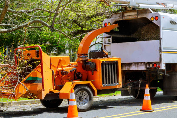 Best Tree Removal  in Patterson Tract, CA