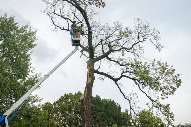 Best Leaf Removal  in Patterson Tract, CA