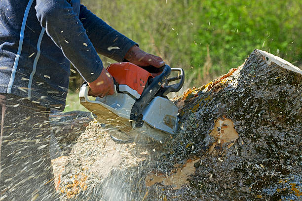 Best Tree Maintenance Programs  in Patterson Tract, CA